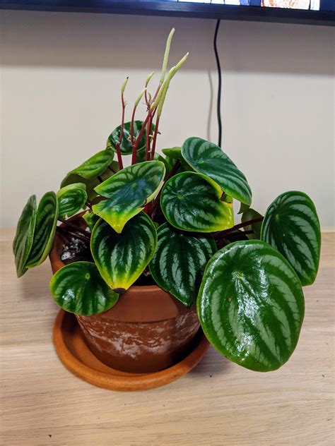 watermelon peperomia moisture meter|watermelon peperomia yellowing.